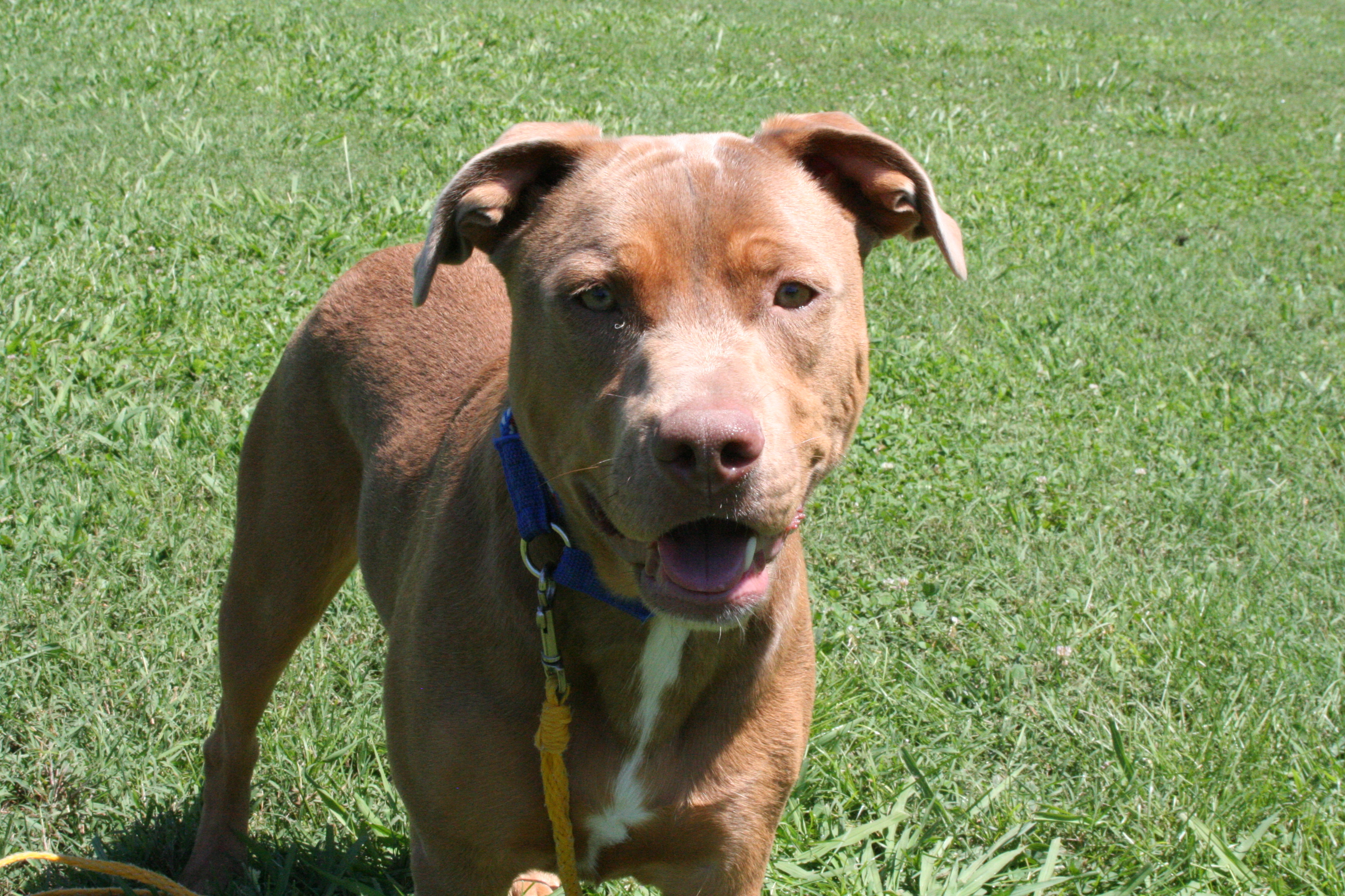 are pitt bulls american staffordshire terrier mix